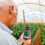 Produtor rural consegue controlar, catalogar e registrar o passo a passo de toda a produção de seu terreno. Para isso, eles usam o aplicativo DF Rural, criado pela Empresa de Assistência Técnica e Extensão Rural do Distrito Federal (Emater-DF), na foto o produtor rural Geraldo Magela .Foto: Renato Araujo/Agência Brasília