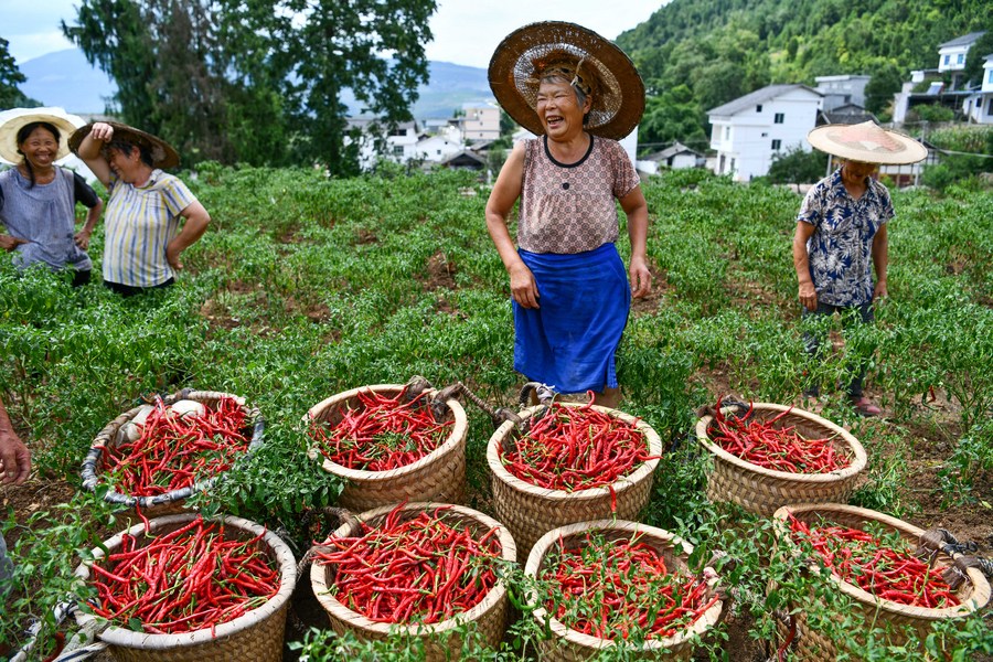 Aldeãs colhem pimentas frescas na aldeia de Qinggangba, vila de Tangtou, no distrito de Sinan, Província de Guizhou, sudoeste da China, em 12/08/2020. Foto: Xinhua/Yang Wenbin