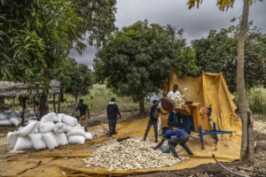 Produção e processamento de milho em comunidade agrícola da província da Zambézia, no norte de Moçambique. Foto: USAID Mozambique/Flickr (Domínio Público)